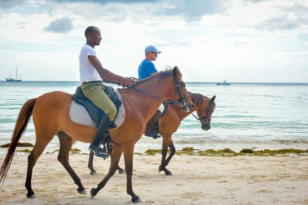 30 Minute swim with the horses Zanzibar Horse Club